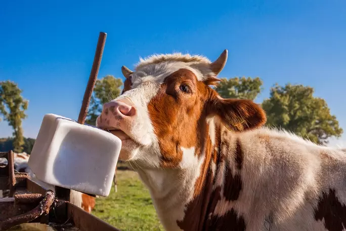 Salt Licks were the original inspiration for softener salt blocks
